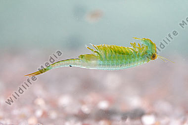 Chirocephalus shadini