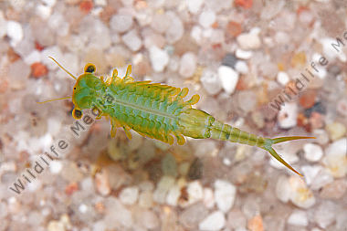 Chirocephalus shadini