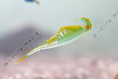 Chirocephalus shadini