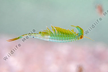 Chirocephalus shadini