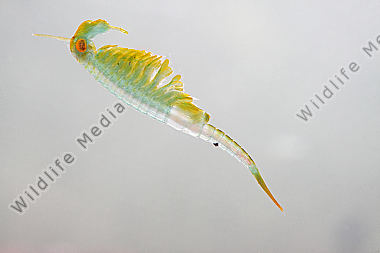 Chirocephalus shadini