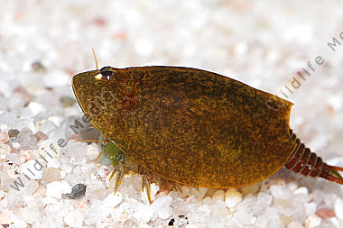 Lepidurus apus