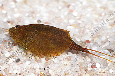 Lepidurus apus