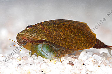Lepidurus apus
