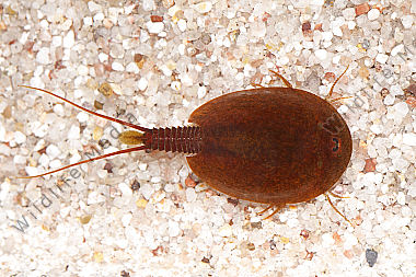 Lepidurus apus