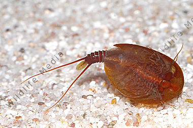 Lepidurus apus