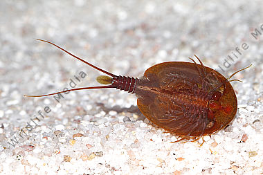 Lepidurus apus