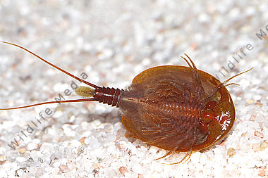 Lepidurus apus