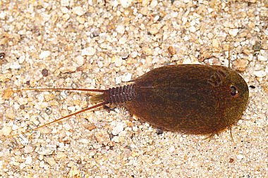 Lepidurus apus
