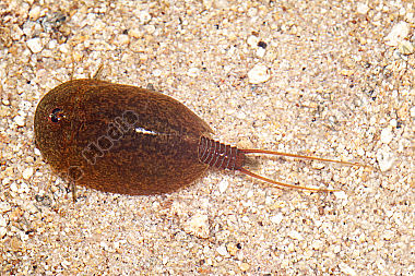 Lepidurus apus