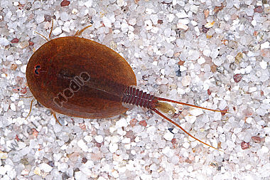 Lepidurus apus