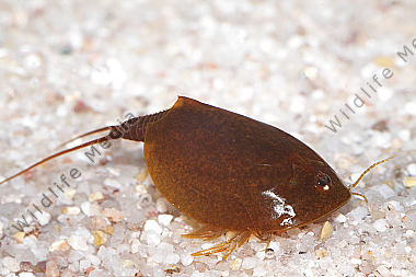 Lepidurus apus