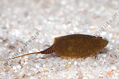 Lepidurus apus