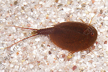 Lepidurus apus