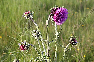Nickende Distel