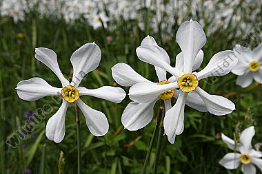 Narzissenblüte