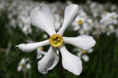 Narzissenblüte