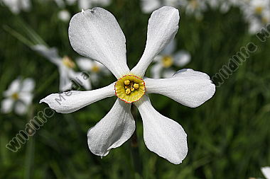 Narzissenblüte