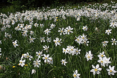 Narzissenblüte