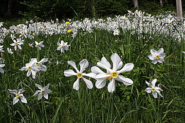 Narzissenblüte