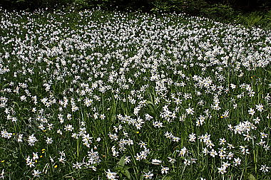 Narzissenblüte