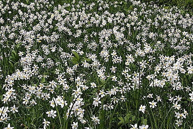 Narzissenblüte