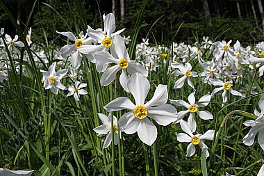 Narzissenblüte