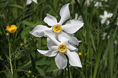 Narzissenblüte