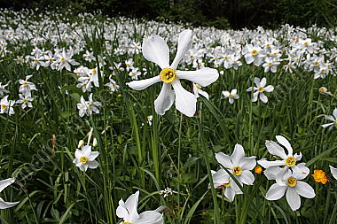 Narzissenblüte