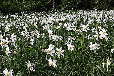 Narzissenblüte