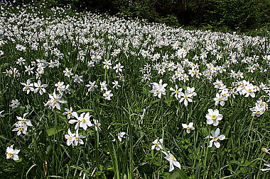 Narzissenblüte