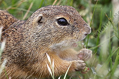Ziesel