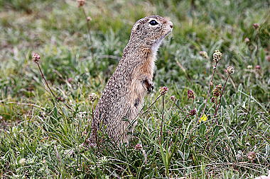 Ziesel