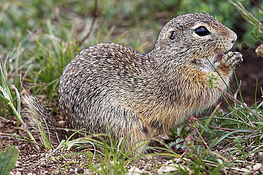 Ziesel