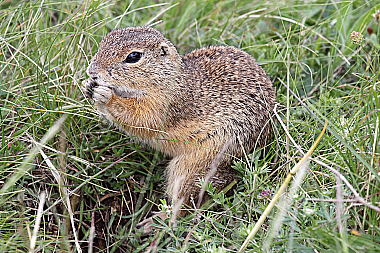 Ziesel