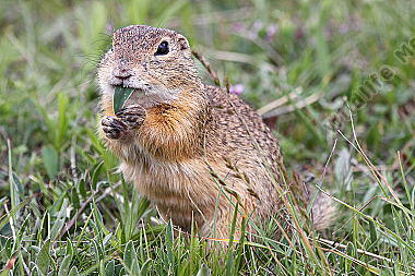 Ziesel