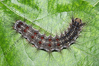 Schwammspinner Raupe