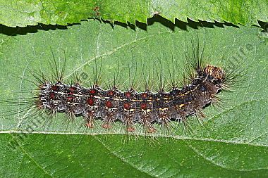 Schwammspinner Raupe