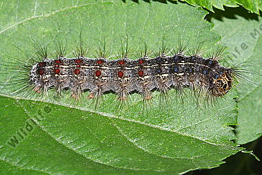 Schwammspinner Raupe