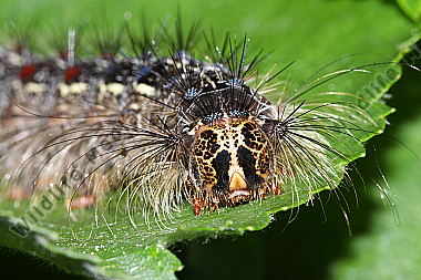 Schwammspinner Raupe