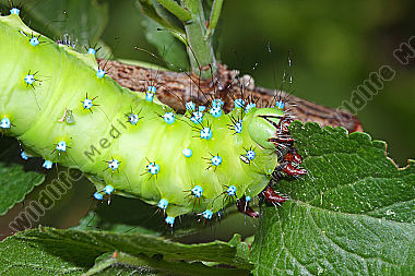 Wiener Nachtpfauenauge Raupe