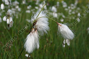 Breitblättriges Wollgras