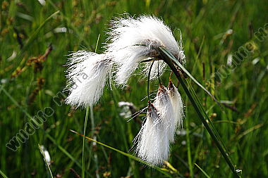Breitblättriges Wollgras