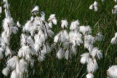 Breitblättriges Wollgras