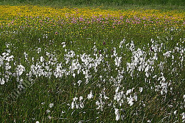 Breitblättriges Wollgras