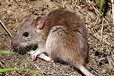 Hausratte