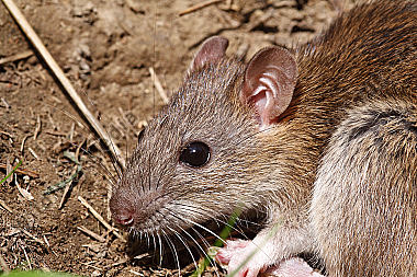 Hausratte