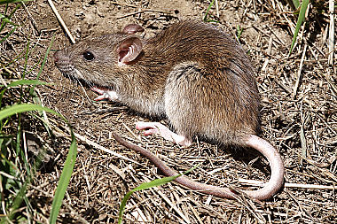 Hausratte