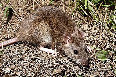 Hausratte