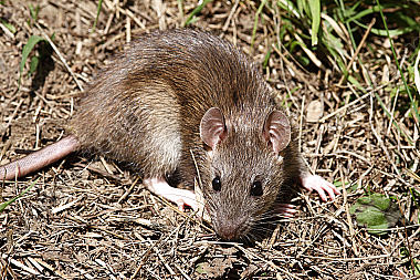 Hausratte